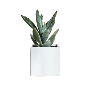 Plants & Planters5